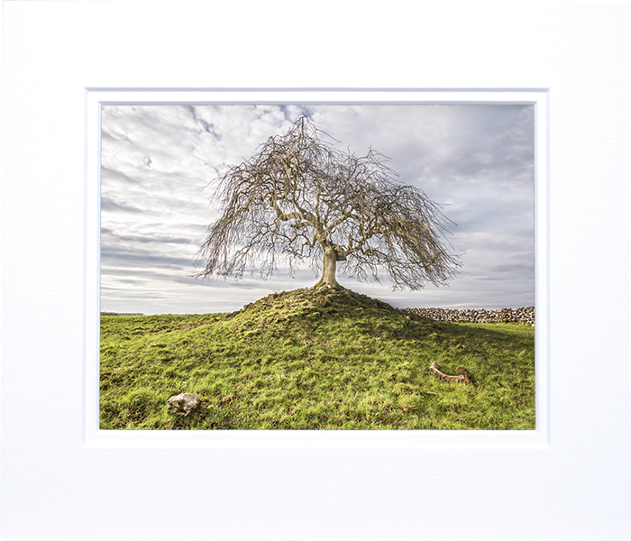 Ballinrobe Lonely Tree image